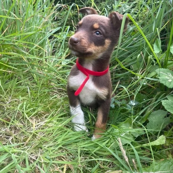 Australian Kelpie Puppies