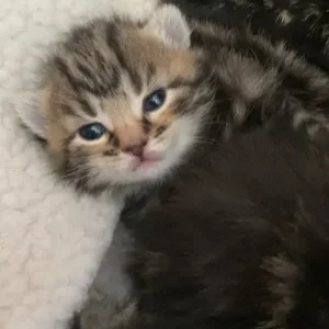 Ginger and grey x Maine coon makeral pattern kittens - Image 2