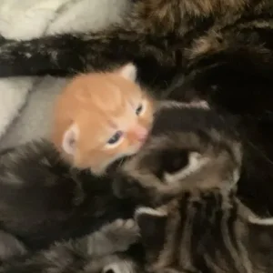 Ginger and grey x Maine coon makeral pattern kittens - Image 3