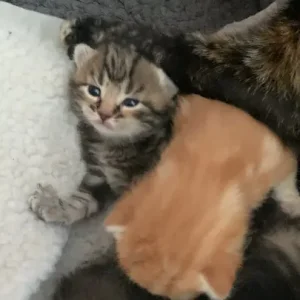 Ginger and grey x Maine coon makeral pattern kittens - Image 4