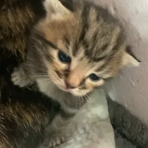 Ginger and grey x Maine coon makeral pattern kittens - Image 5