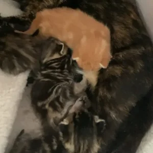 Ginger and grey x Maine coon makeral pattern kittens - Image 6