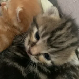 Ginger and grey x Maine coon makeral pattern kittens - Image 8