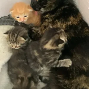 Ginger and grey x Maine coon makeral pattern kittens