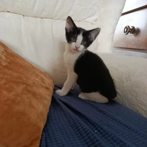 11 weeks old kittens - Image 2