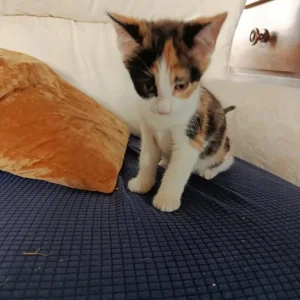 11 weeks old kittens - Image 3