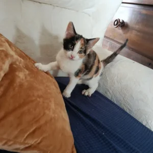 11 weeks old kittens - Image 4