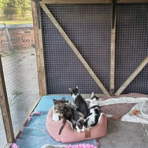 11 weeks old kittens - Image 5