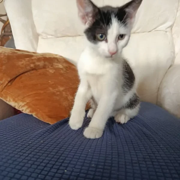 11 weeks old kittens