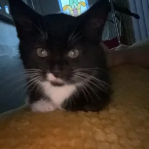 Cat for sale - 15 months old - Image 2