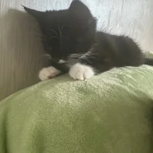 Cat for sale - 15 months old - Image 3