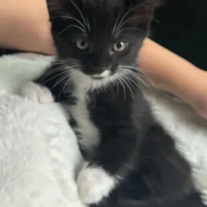 Cat for sale - 15 months old - Image 4