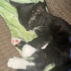 Cat for sale - 15 months old - Image 5