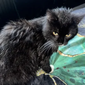 Cat for sale - 15 months old - Image 6
