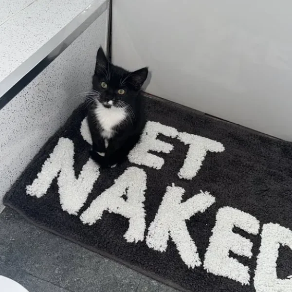 Cat for sale - 15 months old