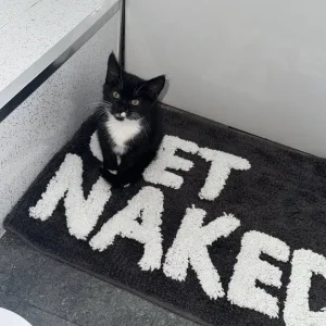 Cat for sale - 15 months old