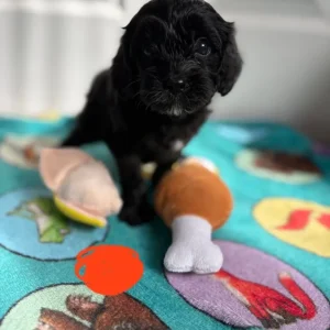 Cavapoos from a loving family in south-molton, North Devon - Image 2