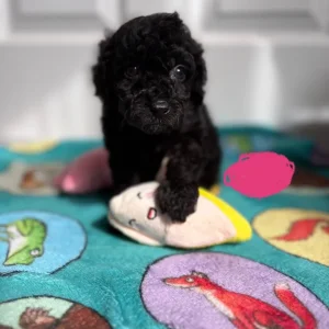 Cavapoos from a loving family in south-molton, North Devon - Image 3