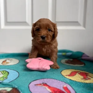 Cavapoos from a loving family in south-molton, North Devon - Image 4