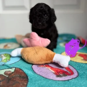 Cavapoos from a loving family in south-molton, North Devon - Image 5