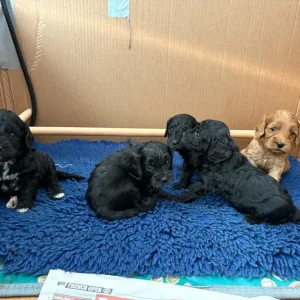 Cavapoos from a loving family in south-molton, North Devon - Image 6