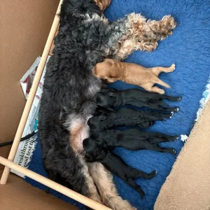 Cavapoos from a loving family in south-molton, North Devon - Image 7