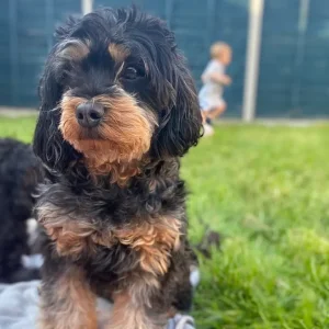 Cavapoos from a loving family in south-molton, North Devon - Image 8