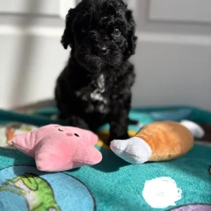 Cavapoos from a loving family in south-molton, North Devon