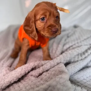 Cocker Spaniel Puppies – 10 in Different Colours - Image 2