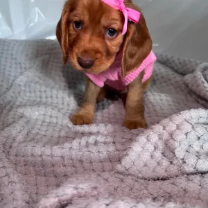 Cocker Spaniel Puppies – 10 in Different Colours - Image 3