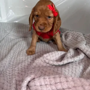 Cocker Spaniel Puppies – 10 in Different Colours - Image 4