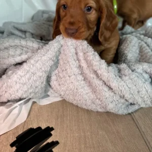 Cocker Spaniel Puppies – 10 in Different Colours - Image 5