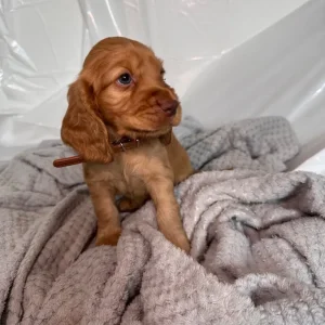 Cocker Spaniel Puppies – 10 in Different Colours - Image 6