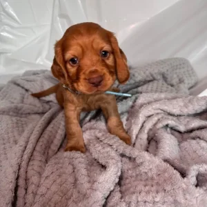 Cocker Spaniel Puppies – 10 in Different Colours - Image 7