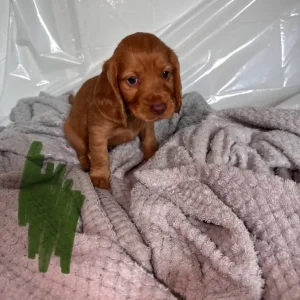 Cocker Spaniel Puppies – 10 in Different Colours - Image 8