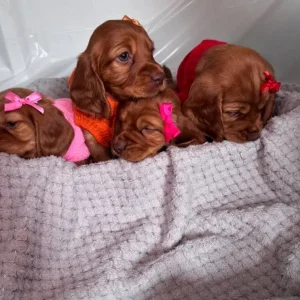 Cocker Spaniel Puppies – 10 in Different Colours