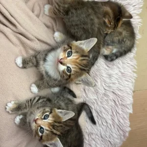 8-10 week old kittens, all litter trained - Image 2