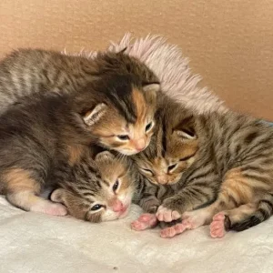 8-10 week old kittens, all litter trained - Image 3