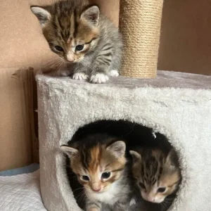 8-10 week old kittens, all litter trained - Image 4