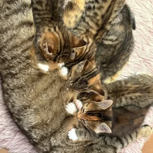 8-10 week old kittens, all litter trained - Image 5
