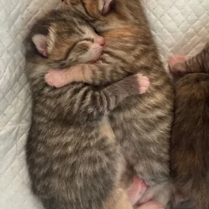 8-10 week old kittens, all litter trained - Image 6