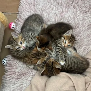 8-10 week old kittens, all litter trained - Image 7