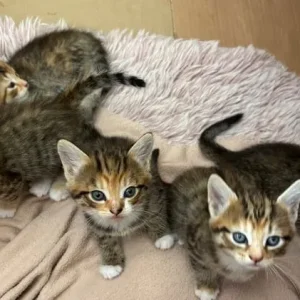 8-10 week old kittens, all litter trained - Image 8
