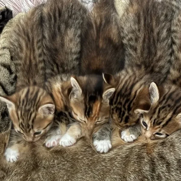 8-10 week old kittens, all litter trained