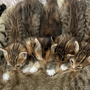8-10 week old kittens, all litter trained