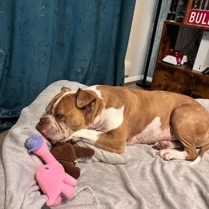 XXXL dog bed - Image 7