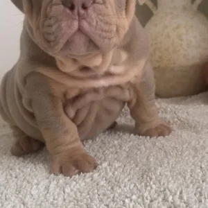 English Bulldog Puppies from a loving family in Denbighshire, Wales - Image 2
