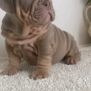 English Bulldog Puppies from a loving family in Denbighshire, Wales - Image 3