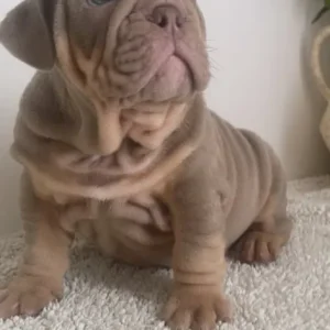 English Bulldog Puppies from a loving family in Denbighshire, Wales - Image 4