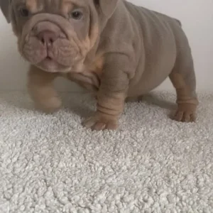 English Bulldog Puppies from a loving family in Denbighshire, Wales - Image 5